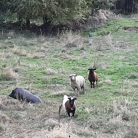 Cadre Exceptionnel A Courbons, 6km De 公寓 迪涅莱班